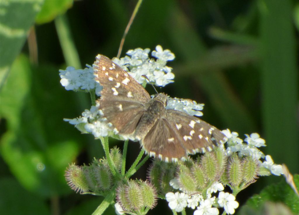 Pyrgus malvoides?  S, maschi e femmine